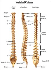 spondyloartrosis cervical