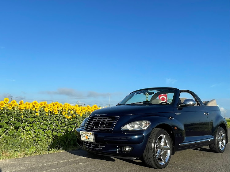 PTクルーザーカブリオのひまわり畑🌻・アメ車・オープンカーのある生活・朝からドライブ・ひまわり畑とコラボに関するカスタム事例の投稿画像1枚目