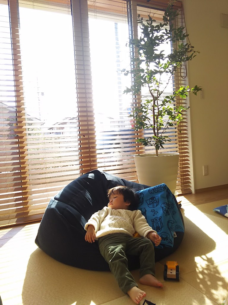 新着日当たり 悪い 観葉 植物 すべての美しい花の画像