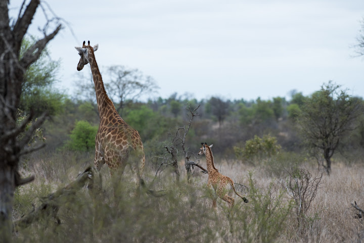 20151017_Africa15_D810_2707.jpg