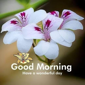 Good Morning Wishes Images 2020 - Whatsapp Images