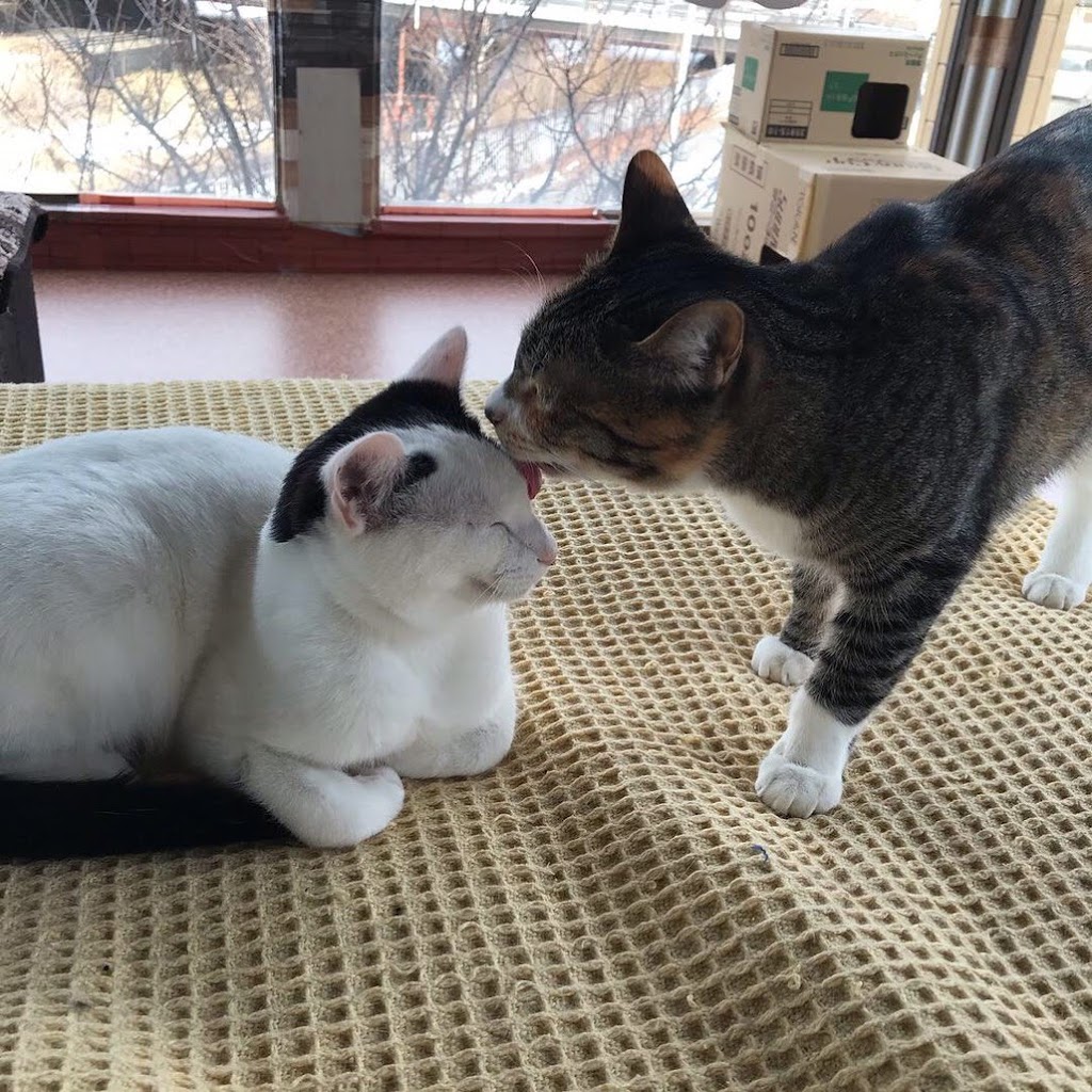 帯広にある私おススメの 猫カフェ 大は小を兼ねます