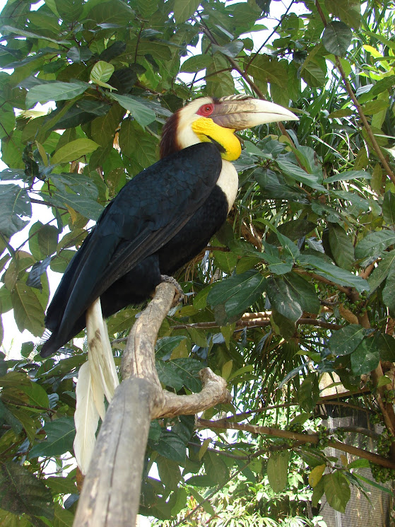 bali bird park