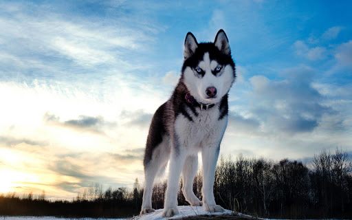 免費下載個人化APP|Husky Siberian Live Wallpaper app開箱文|APP開箱王