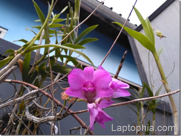 Hasil Foto Kamera Asus Zenfone 4 Max Pro ZC554KL Hasil Foto Kamera Asus Zenfone 4 Max Pro ZC554KL