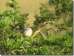 Tawny-flanked Prinia