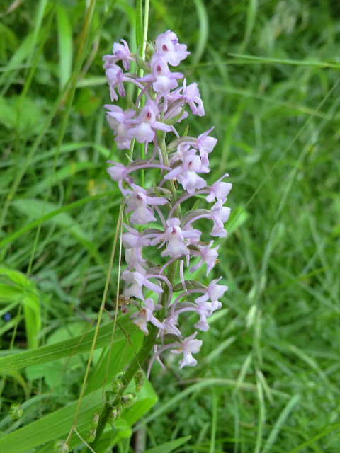 CIMG7442 Fragrant Orchid, Lower Wood