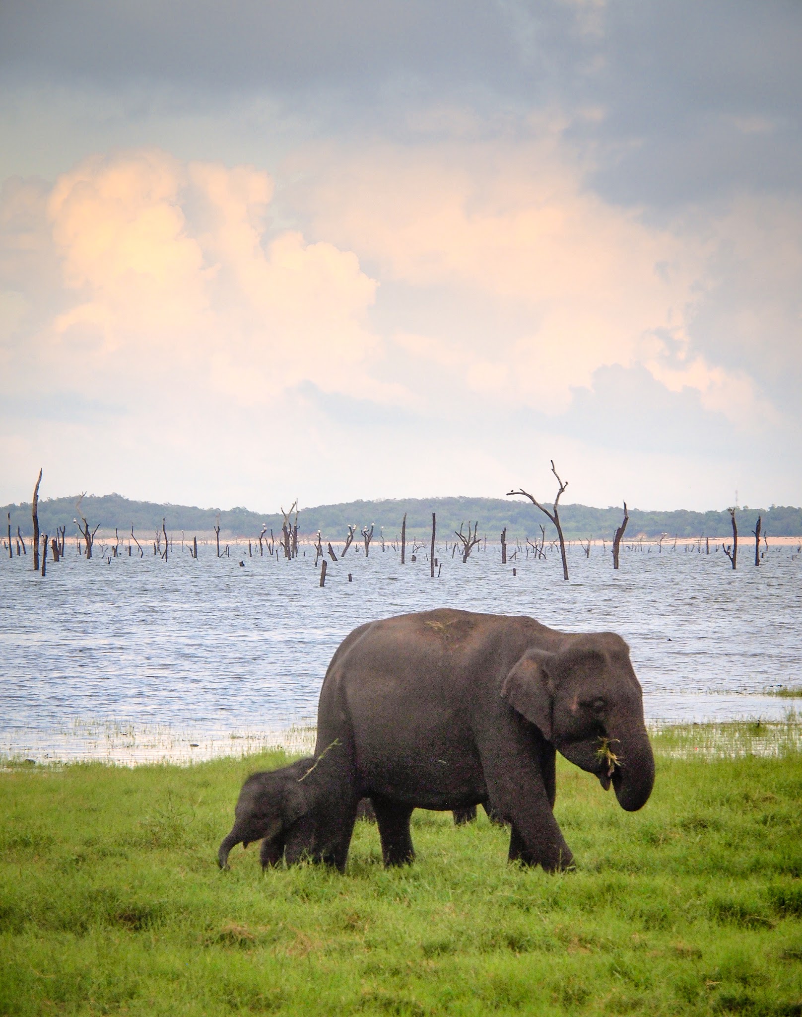 Kaudulla National Park during the gathering