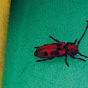 Red Milkweed Beetle