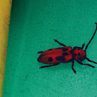 Red Milkweed Beetle