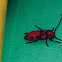 Red Milkweed Beetle