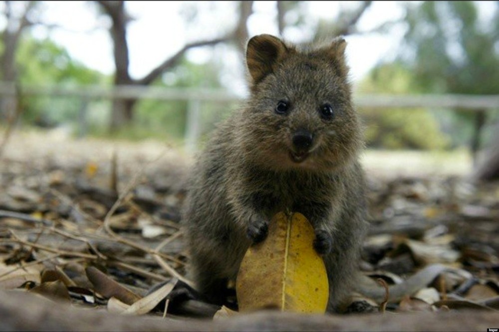 파일:external/i.huffpost.com/o-QUOKKA-HAPPIEST-ANIMAL-facebook.jpg