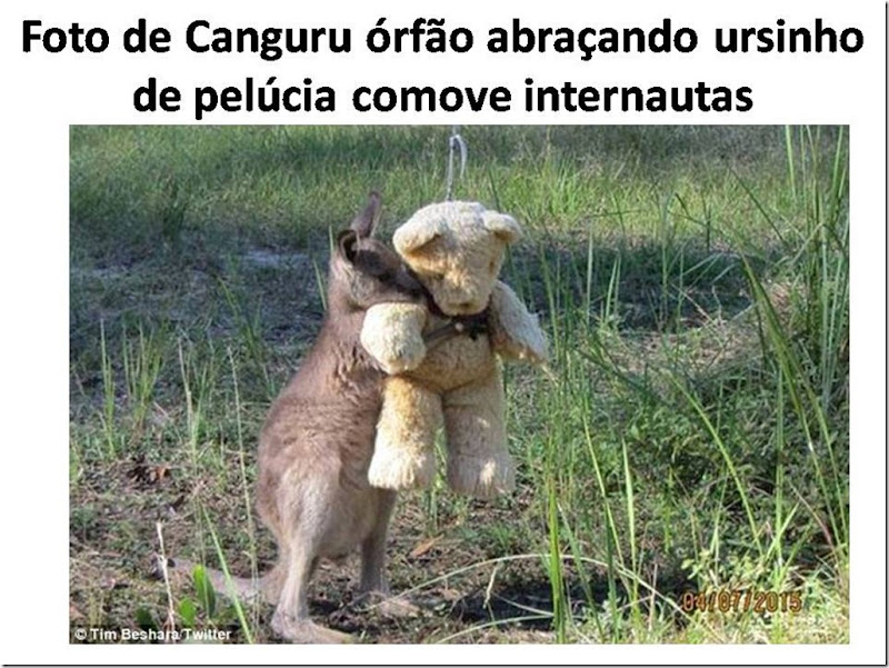 Foto de Canguru órfão abraçando ursinho de pelúcia