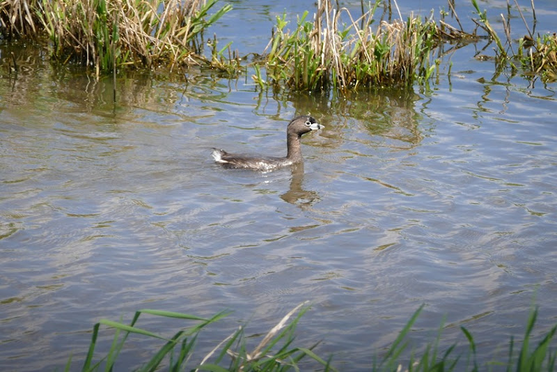 Pied-billed Grebe P1030557