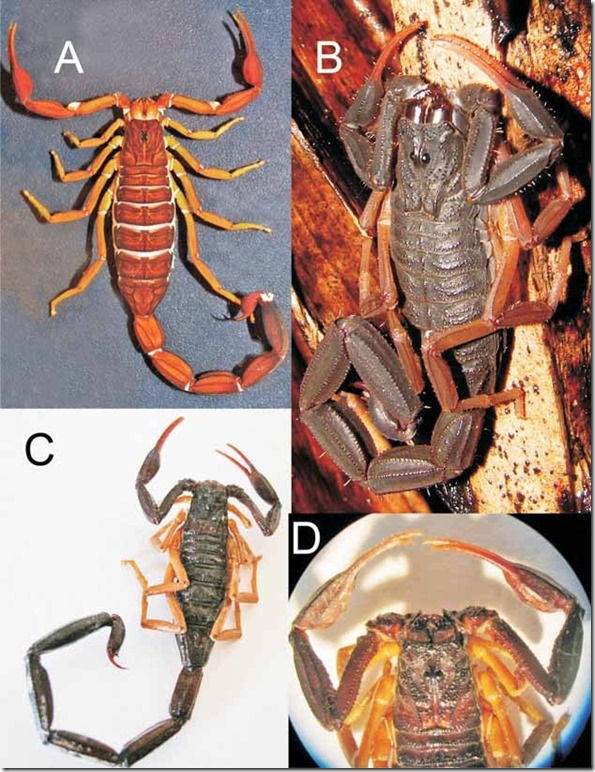 Centruroides tapachulaensis