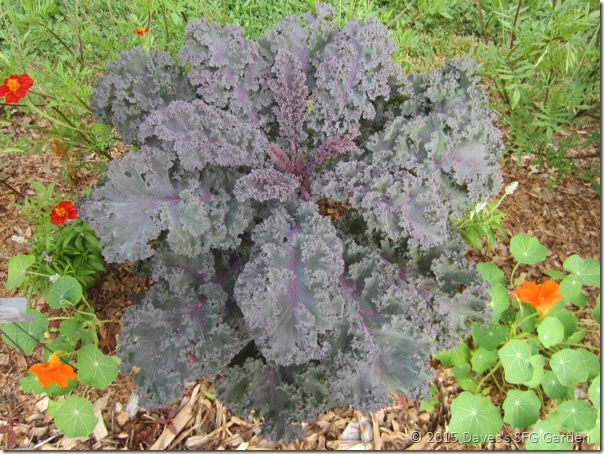 Scarlet_kale