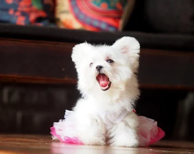 The Pet Cafe Pune
