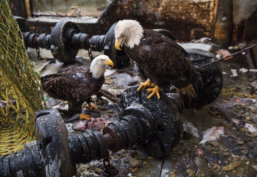 bald-eagles-unalaska-3