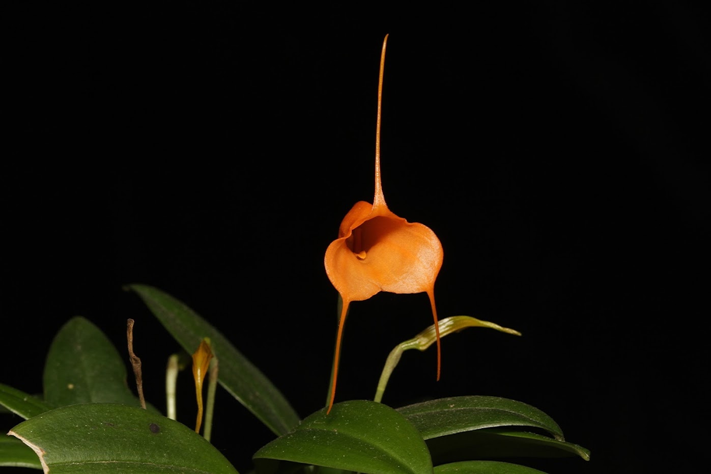 Masdevallia hirtzii IMG_5296