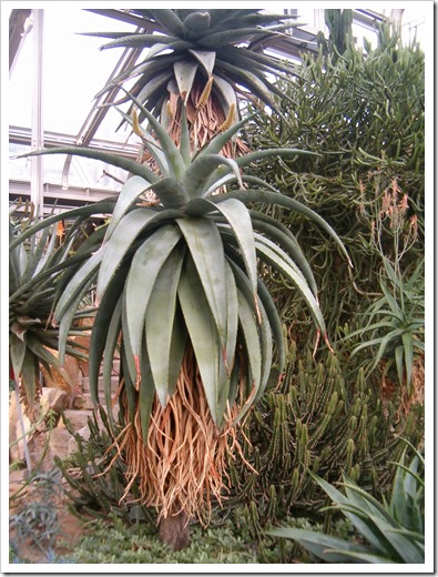 Aloe_candelabrum_BotGardBln271207B