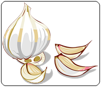 คำศัพท์ภาษาอังกฤษ_garlic_Vegetable