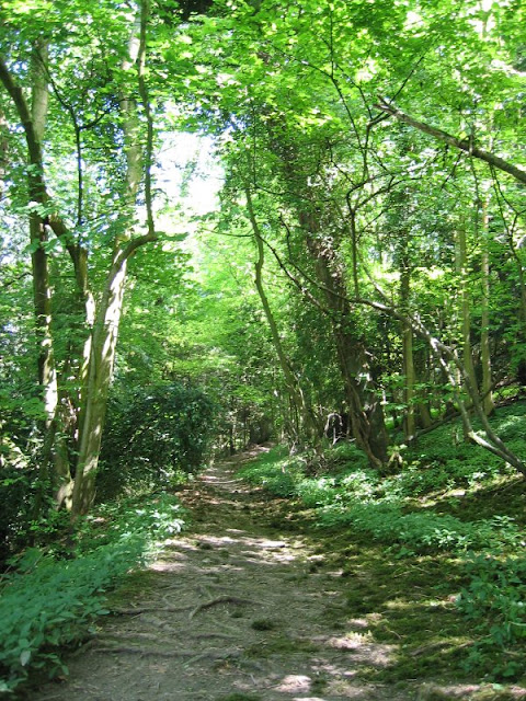  path in hte wood 