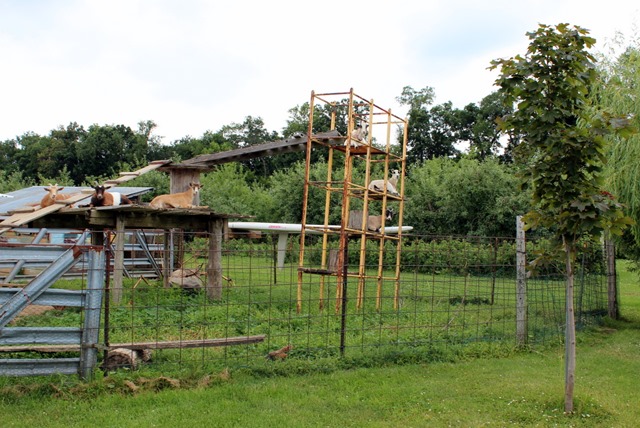 Goats at Lapacek's Orchard