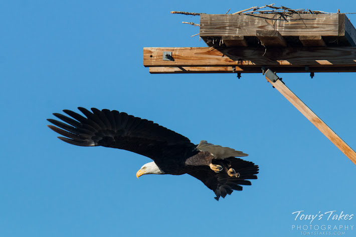 Bald Eagle male takes flight. 4 of 6. (© Tony’s Takes)