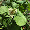 Large-flowered Trillium