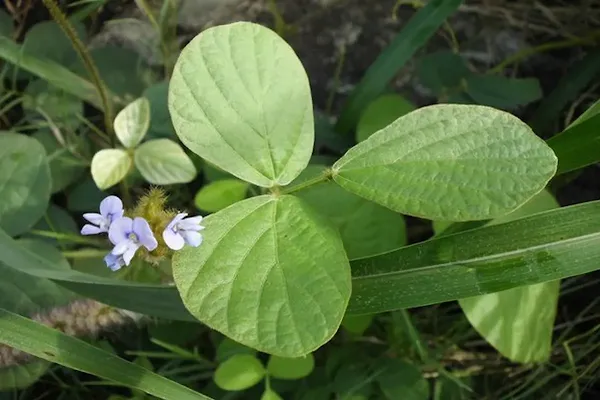 Calopogonium Mucunoides