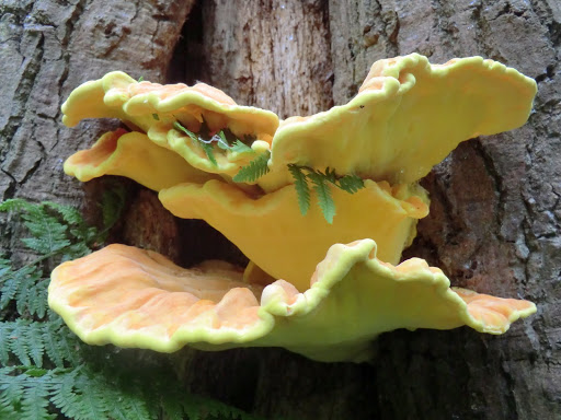 CIMG8687 Sulphur polypore, Hook Common