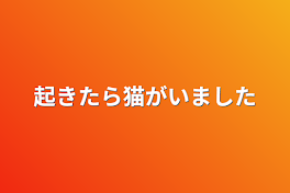 起きたら猫がいました