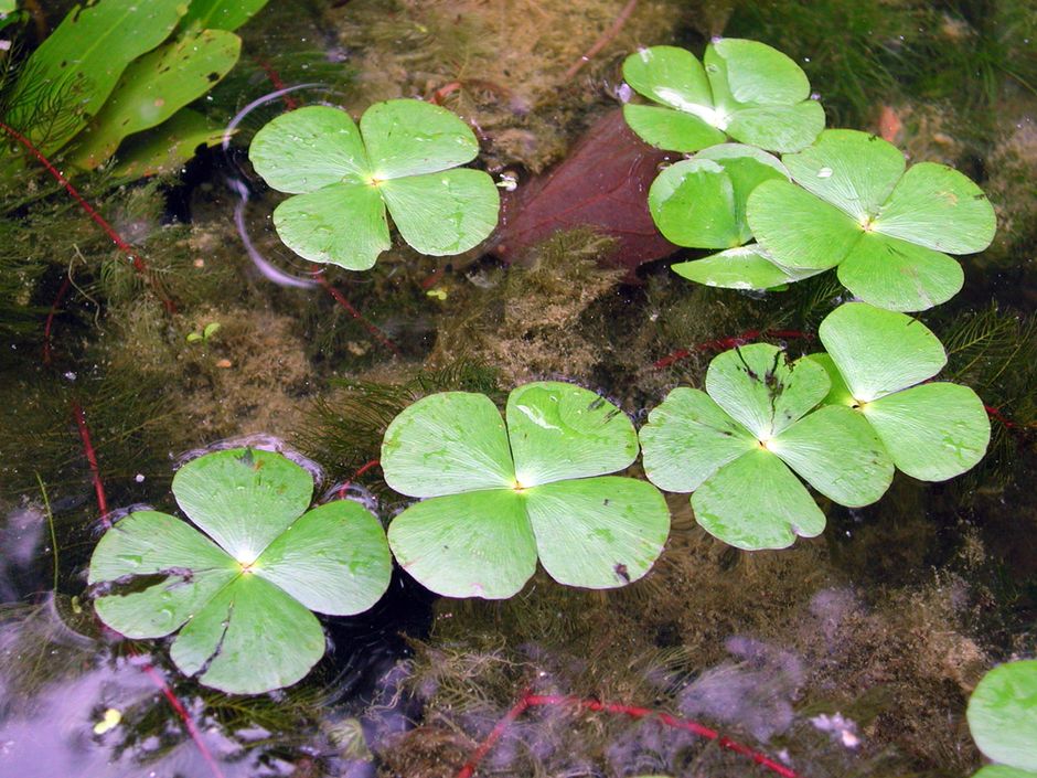 Марсилия четырехлистная (Marsilea quadrifolia)