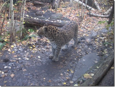 IMG_0563 Kia the Amur Leopard at the Oregon Zoo in Portland, Oregon on November 10, 2009