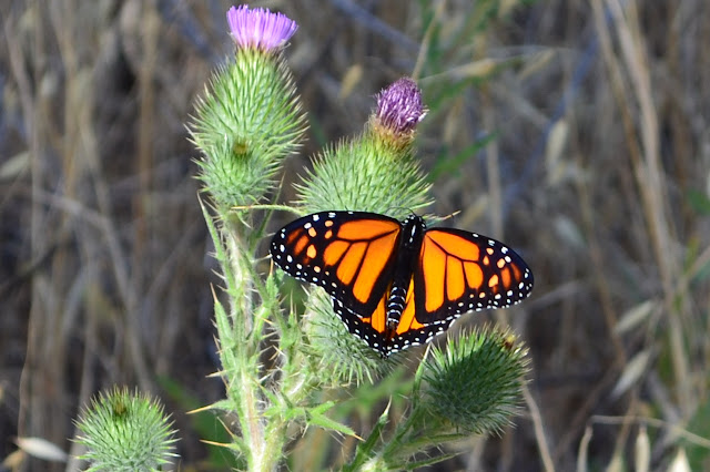 butterfly on a thistle