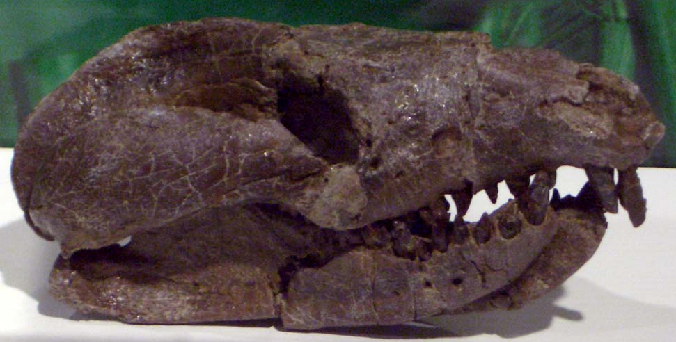 파일:external/upload.wikimedia.org/Repenomamus_giganticus_skull.jpg