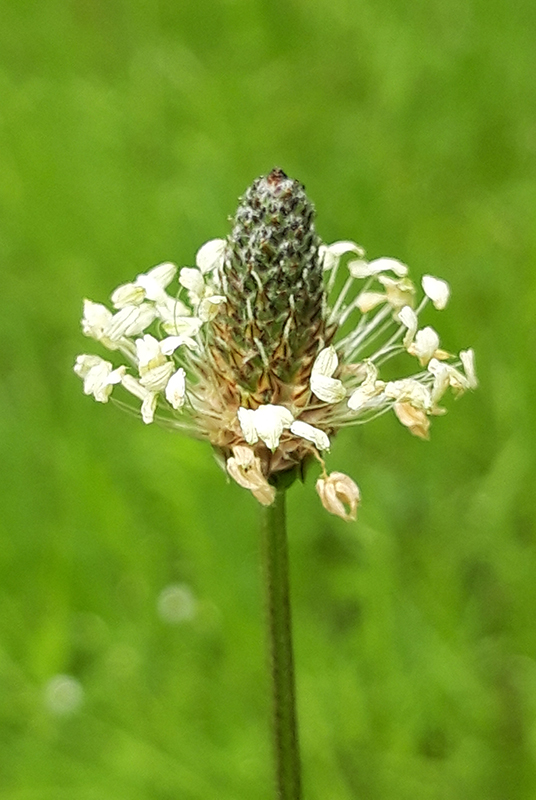 Ribwort plantain