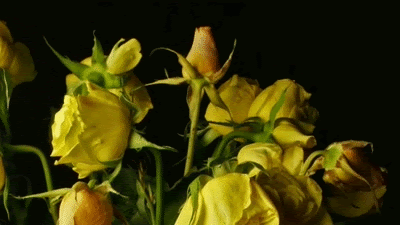 Animated Photo
