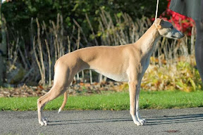 victoria - 7,5 mies - North Eastern Whippet Championship Show 2 w minor Puppy .jpg