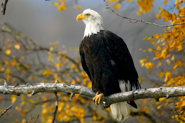 An American bald eagle, which the Endangered Species Act is credited with reviving, perches on a tree in Alaska..Photo: Bob Strong / Reuters