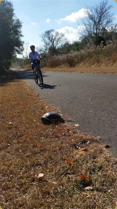 Peggy Biking by a Turtle