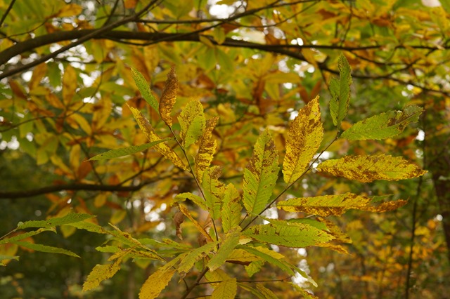 Holt country park Norfolk in autumn