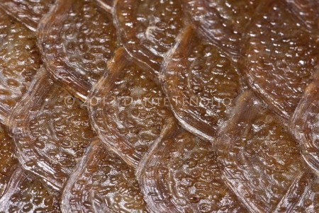 파일:external/anotheca.com/Coelacanth-scales-LR-M-450x301.jpg