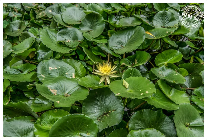 大東溼地公園蓮花