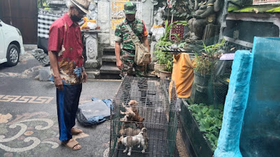 Babinsa Koramil 1609-01/Buleleng Bersinergi dengan Dinas Pertanian dan Kelurahan Melaksanakan Vaksinasi Emergency  Rabies