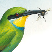 Sasol eBirds  Icon