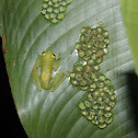 Reticulated Glass Frog