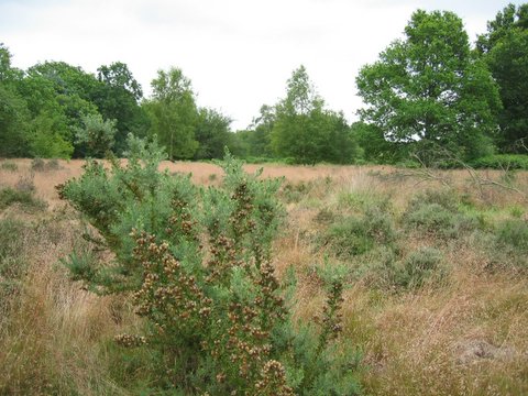 walk 27 19 bagmoor common 