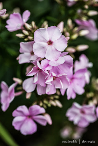 Phlox paniculata Pinky Hill Phlox-pinky-hill-130809-11rm