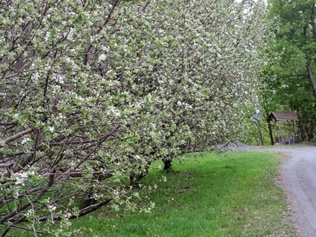 20150510_151117-apple-blossom